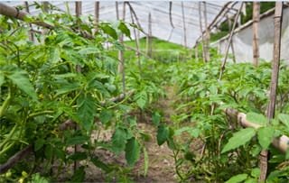 Agrofarm
