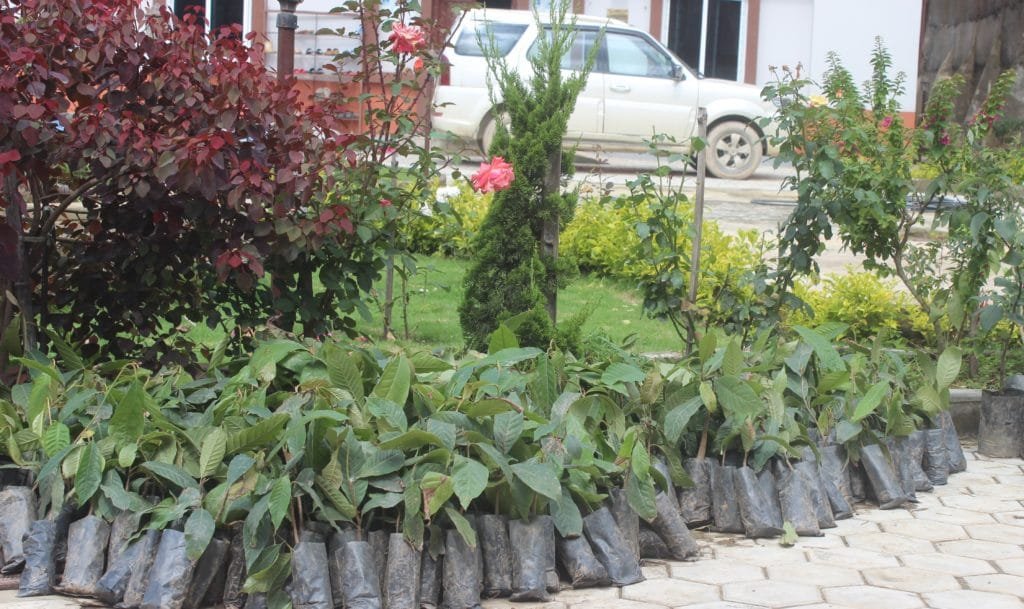 Stop Climate Change- Tree Planatation
