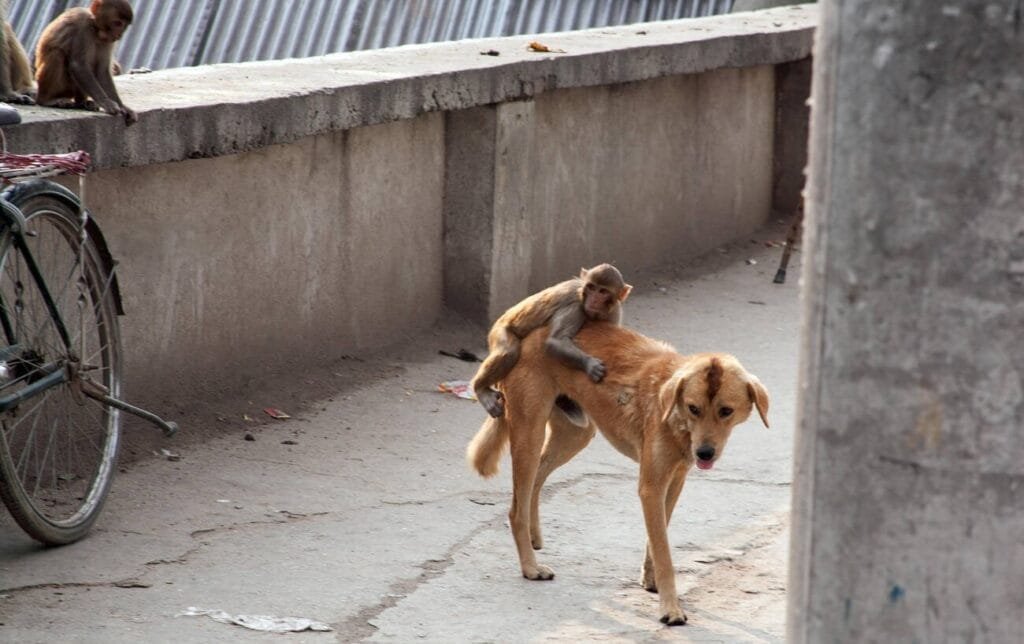 A macaque monkey riding on a street dog's