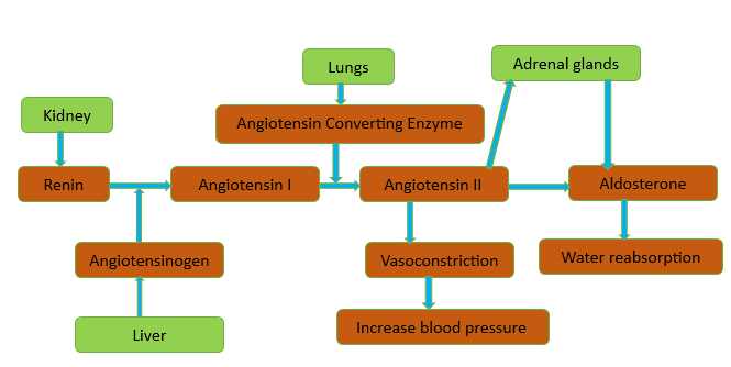 Regulation of Blood Pressure